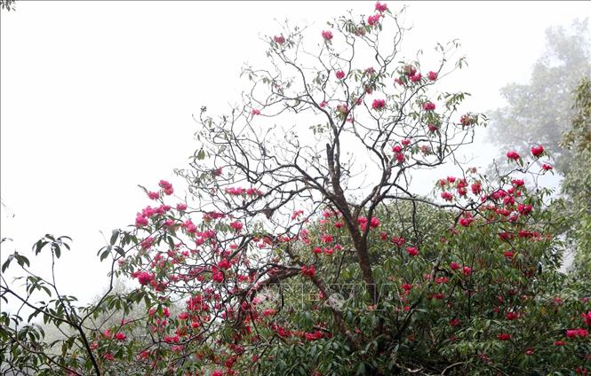Đỗ quyên là một trong những loài hoa sống mãnh liệt nhất giữa núi rừng Tây Bắc. Ảnh: Quý Trung – TTXVN