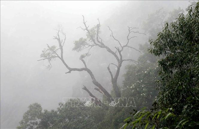 Rừng cây nguyên sinh tại dãy Bạch Mộc Lương Tử ẩn hiện giữa mây mù bao phủ tạo lên vẻ đẹp hùng vĩ của núi rừng Tây Bắc. Ảnh: Quý Trung – TTXVN