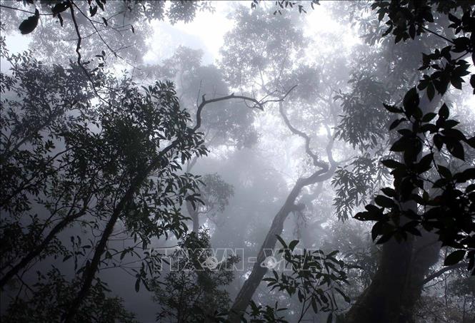 Khu rừng nguyên sinh ở độ cao hơn 2000m so với mực nước biển luôn được mây mù bao phủ tạo lên khung cảnh kỳ bí, huyền ảo. Ảnh: Quý Trung – TTXVN