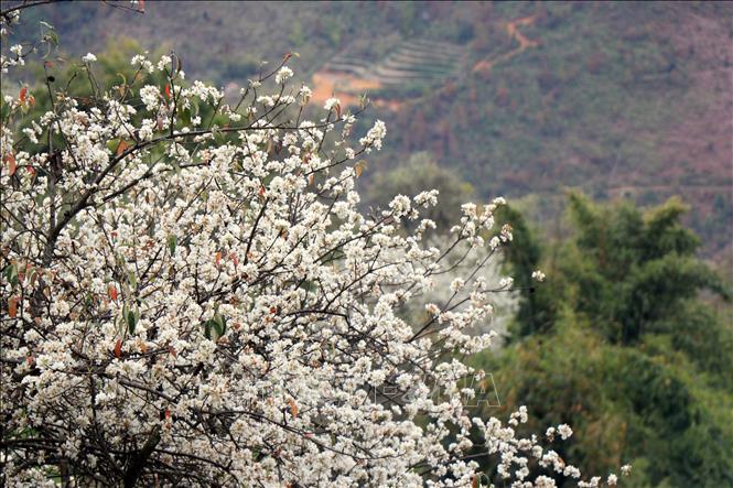 Every February or March, the flowers are in full bloom. It is also a time when tourists visit to admire the beautiful scenery and capture memorable moments. VNA Photo: Hữu Quyết