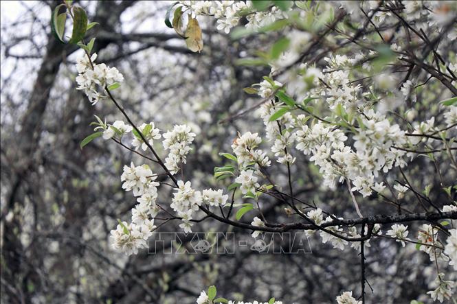 Every February or March, the flowers are in full bloom. It is also a time when tourists visit to admire the beautiful scenery and capture memorable moments. VNA Photo: Hữu Quyết