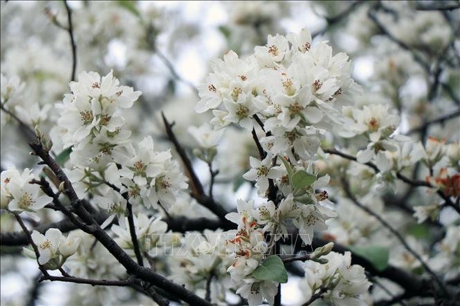 Every February or March, the flowers are in full bloom. It is also a time when tourists visit to admire the beautiful scenery and capture memorable moments. VNA Photo: Hữu Quyết