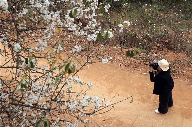 Every February or March, the flowers are in full bloom. It is also a time when tourists visit to admire the beautiful scenery and capture memorable moments. VNA Photo: Hữu Quyết