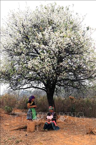 In recent years, local people have tapped into the potential of docynia indica’s flowers and fruits to attract visitors from afar. VNA Photo: Hữu Quyết