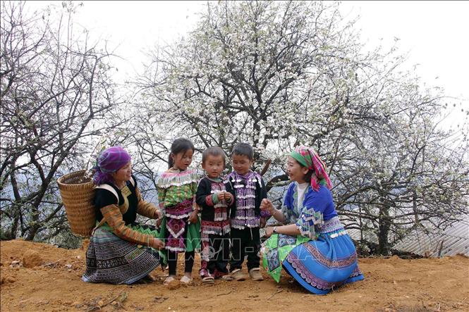 In recent years, local people have tapped into the potential of docynia indica’s flowers and fruits to attract visitors from afar. VNA Photo: Hữu Quyết