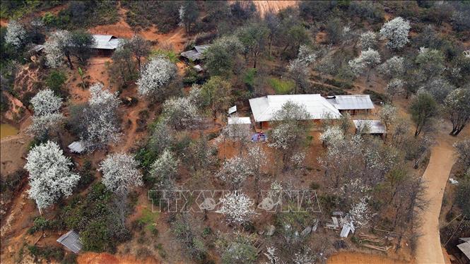 Nam Nghiep is among several tourism highlights in Ngoc Chien commune, which is home to around 1,600 ha of docynia indica trees, 800 of which are hundreds of years old. VNA Photo: Hữu Quyết