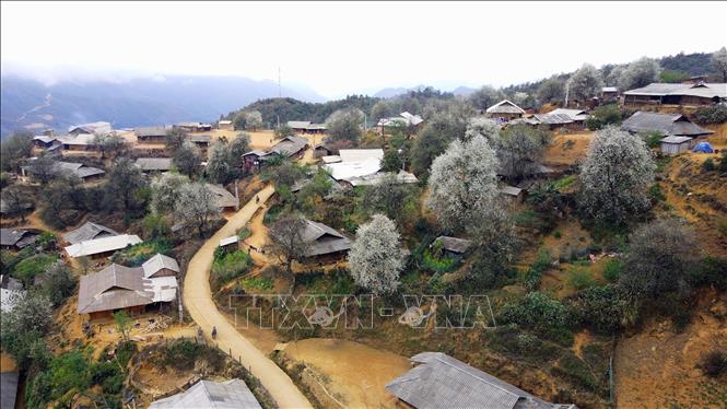 Nam Nghiep is among several tourism highlights in Ngoc Chien commune, which is home to around 1,600 ha of docynia indica trees, 800 of which are hundreds of years old. VNA Photo: Hữu Quyết