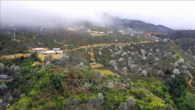 Nam Nghiep is among several tourism highlights in Ngoc Chien commune, which is home to around 1,600 ha of docynia indica trees, 800 of which are hundreds of years old. VNA Photo: Hữu Quyết