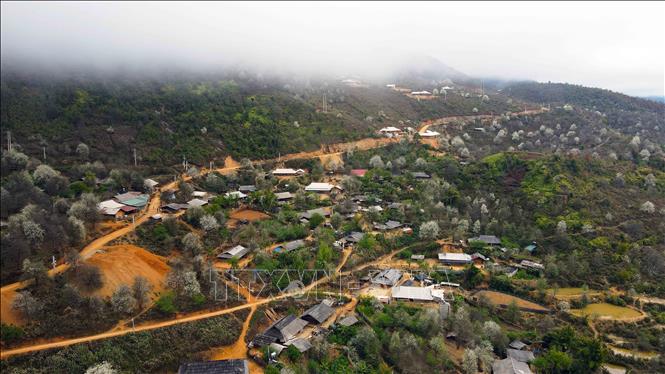 Located at 2,000 meters above sea level, the Muong La district has high humidity and low temperatures that are ideal for growing docynia indica. VNA Photo: Hữu Quyết