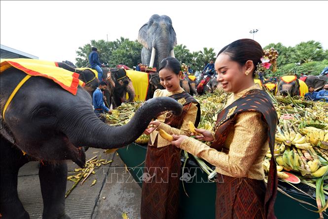 Voi thưởng thức hoa quả trong hoạt động kỷ niệm Ngày Voi quốc gia ở Pattaya, Thái Lan. Ảnh: THX/TTXVN