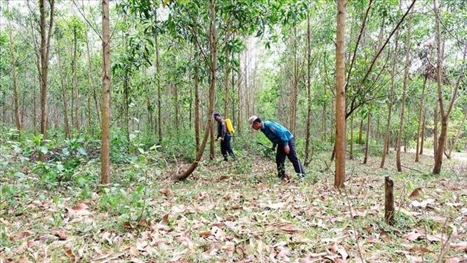 Bảo vệ rừng: Khánh Hòa tăng cường các biện pháp phòng chống cháy rừng ...