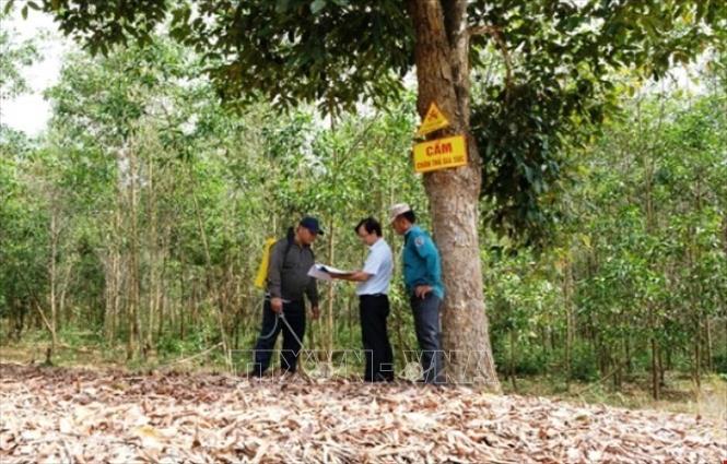 Bảo vệ rừng: Khánh Hòa tăng cường các biện pháp phòng chống cháy rừng ...