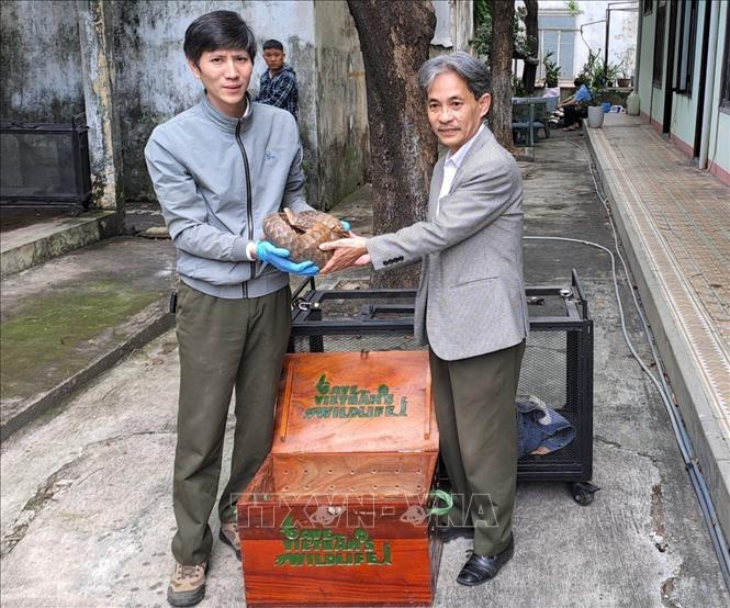 Receiving a Javan pangolin from the rangers' unit of the central city of Da Nang. Photo by courtesy/VNA