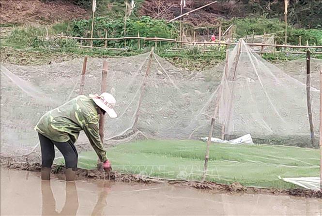 Người dân xóm Pác Gậy chuẩn bị nhổ mạ, cấy lúa sau khi được bơm nước. Ảnh: Quốc Đạt - TTXVN