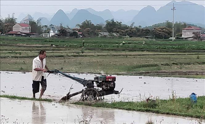 Tại một số khu vực gần trạm bơm, người dân đã có nước để cày bừa, chuẩn bị cấy lúa xuân. Ảnh: Quốc Đạt - TTXVN