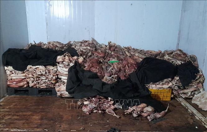 Trong ảnh: Hơn 1 tấn thịt mèo đông lạnh không rõ nguồn gốc bị phát hiện tại hộ kinh doanh do ông Nguyễn Huy Quyền làm chủ.
Ảnh: TTXVN phát