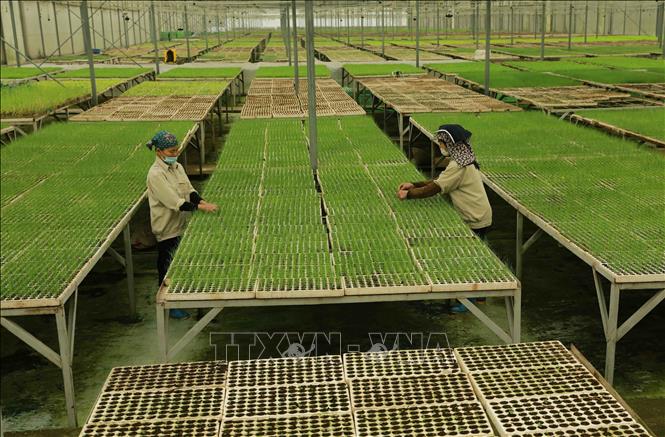 Khu vực sản xuất cây giống của công ty WinEco Hà Nam, xã Xuân Khê, huyện Lý Nhân. Ảnh: Vũ Sinh - TTXVN