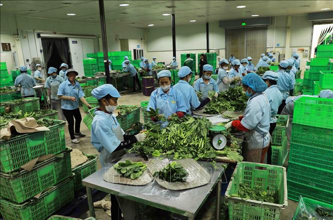 Công ty WinEco Hà Nam mỗi ngày cung cấp 260 - 300 tấn sản phẩm rau các loại, tạo việc làm cho 260 lao động. Ảnh: Vũ Sinh - TTXVN