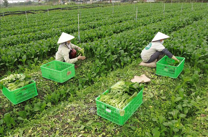 Thu hoạch rau trên cánh đồng sản xuất liên kết với nông dân ở xã Xuân Khê, huyện Lý Nhân. Ảnh: Vũ Sinh - TTXVN