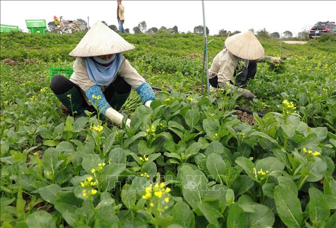 Thu hoạch rau trên cánh đồng sản xuất liên kết với nông dân ở xã Xuân Khê, huyện Lý Nhân. Ảnh: Vũ Sinh - TTXVN