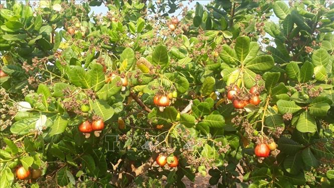A cashew farm in the southern province of Binh Phuoc in time of harvest. VNA Photo: K GỬIH