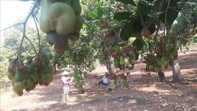 A cashew farm in the southern province of Binh Phuoc in time of harvest. VNA Photo: K GỬIH