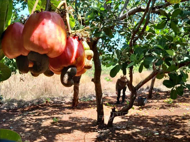 A cashew farm in the southern province of Binh Phuoc in time of harvest. VNA Photo: K GỬIH