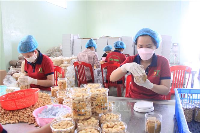 Processing cashew nuts at Duc Thinh Co. Ltd in the southern province of Binh Phuoc in time of harvest. VNA Photo: K GỬIH