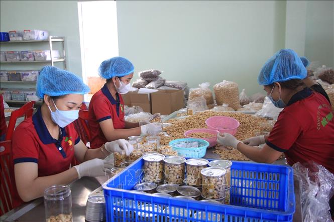 Processing cashew nuts at Duc Thinh Co. Ltd in the southern province of Binh Phuoc in time of harvest. VNA Photo: K GỬIH
