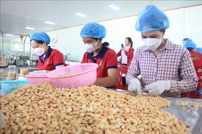 Processing cashew nuts at Duc Thinh Co. Ltd in the southern province of Binh Phuoc in time of harvest. VNA Photo: K GỬIH