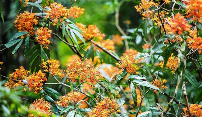 Những đoá hoa Vàng Anh mộc mạc tươi thắm khoe sắc bên bờ suối Moọc. Ảnh: TTXVN phát 