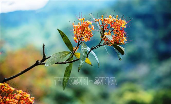 Những chùm hoa Vàng Anh rực rỡ, lung linh, tràn đầy nhựa sống. Ảnh: TTXVN phát