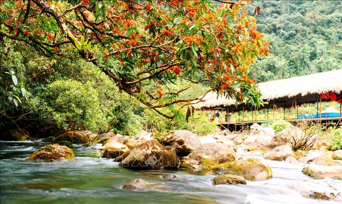 Tại suối nước Moọc, mỗi năm hoa Vàng Anh nở một lần và đẹp nhất là vào tháng 3. Ảnh: TTXVN phát