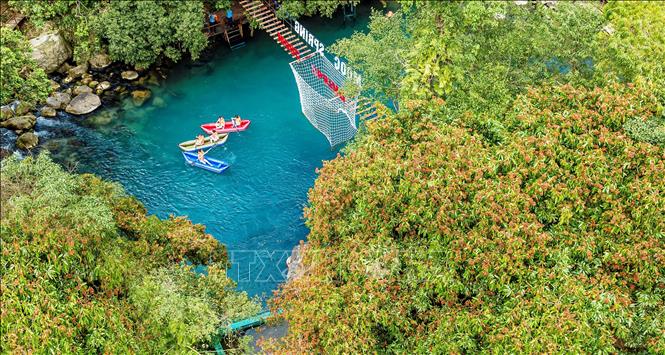 Cây hoa Vàng Anh thường thấy nhiều ở khu vực suối nước Moọc ở Phong Nha - Kẻ Bàng, tỉnh Quảng Bình, được ví như 