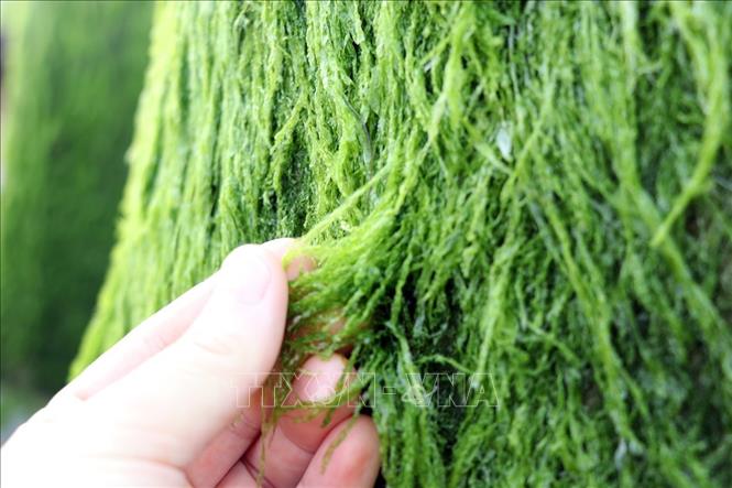 Rêu xanh mướt khiến cho khối đá, trụ bê tông trở nên mềm mại hơn. Ảnh: Xuân Triệu - TTXVN