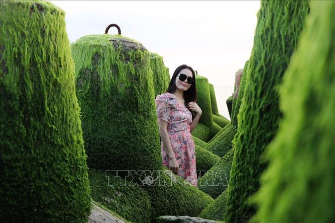 Rêu xanh mướt khiến cho khối đá, trụ bê tông trở nên mềm mại. Ảnh: Xuân Triệu - TTXVN