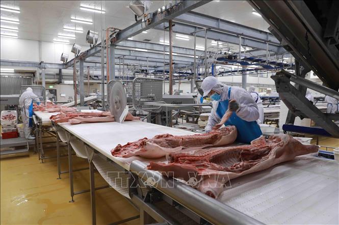 Dây chuyền chế biến thịt lợn mát của Công ty tại Khu công nghiệp Đồng Văn IV, xã Đại Cương, huyện Kim Bảng, tỉnh Hà Nam. Ảnh: Vũ Sinh - TTXVN