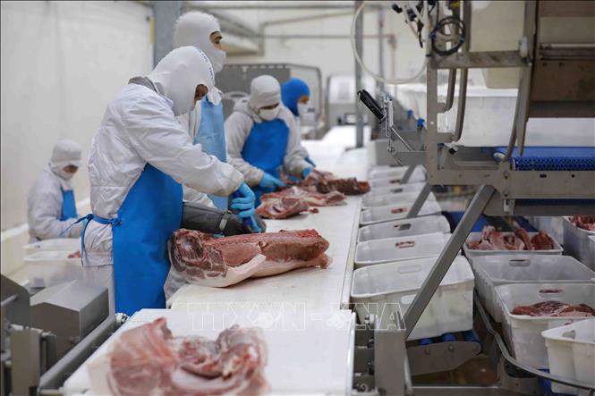 Dây chuyền chế biến thịt lợn mát của Công ty tại Khu công nghiệp Đồng Văn IV, xã Đại Cương, huyện Kim Bảng, tỉnh Hà Nam. Ảnh: Vũ Sinh - TTXVN