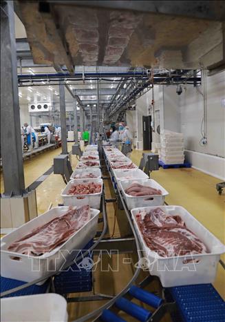 Sản phẩm thịt lợn mát thương hiệu “MEATDeli” được bảo quản đạt chuẩn công nghệ Châu Âu trong suốt quá trình chế biến. Ảnh: Vũ Sinh - TTXVN