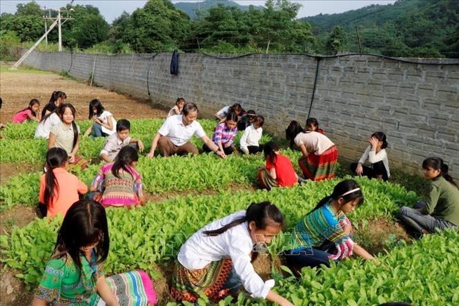 Thầy và trò Trường Phổ thông dân tộc bán trú THCS Lang Thíp (Yên Bái) cùng nhau chăm sóc vườn rau để nâng cao chất lượng bữa ăn cho học sinh bán trú, giúp các em có đầy đủ chất dinh dưỡng, phát triển toàn diện, phục vụ việc học tập. Ảnh: Đinh Thùy - TTXVN