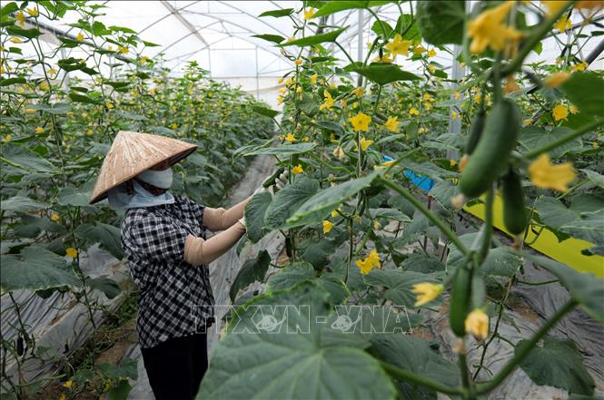 Harvesting baby cucumber in the Yen Dung Clean Vegetable Cooperative. VNA Photo: Danh Lam