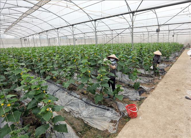 Harvesting baby cucumber grown by the Yen Dung Clean Vegetable Cooperative following VietGap standards. VNA Photo: Danh Lam