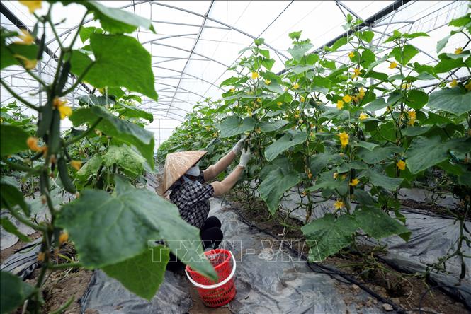 Harvesting baby cucumber grown by the Yen Dung Clean Vegetable Cooperative following VietGap standards. VNA Photo: Danh Lam