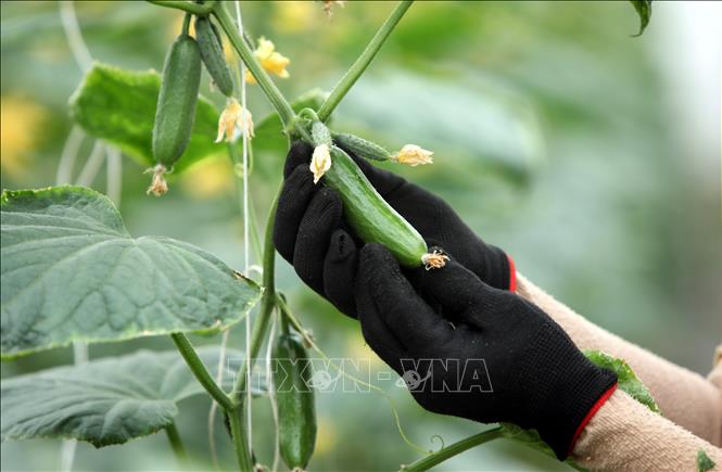 Baby cucumber grown by the Yen Dung Clean Vegetable Cooperative following VietGap standards. VNA Photo: Danh Lam
