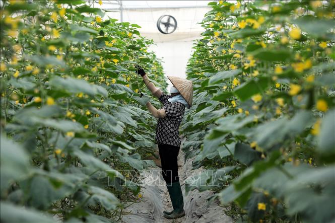 Baby cucumber grown by the Yen Dung Clean Vegetable Cooperative following VietGap standards. VNA Photo: Danh Lam