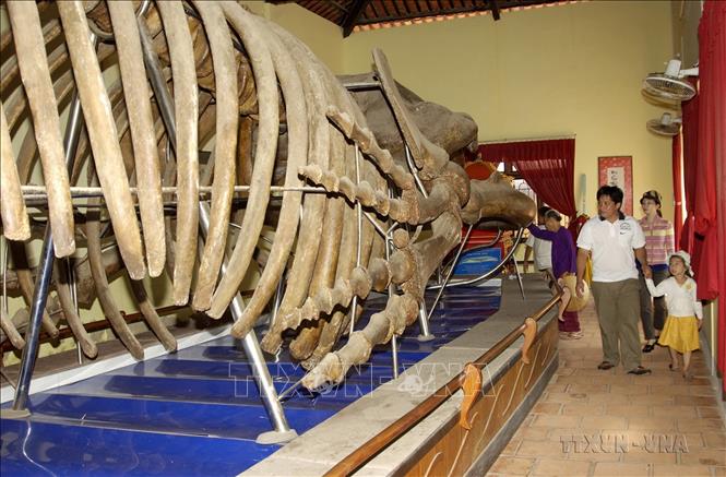 Khách du lịch xem bộ xương cá voi lớn nhất Đông Nam Á, được trưng bày tại dinh Vạn Thuỷ Tú, Tp Phan Thiết. Ảnh: Anh Tuấn - TTXVN
