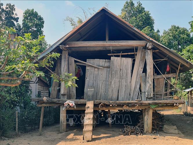 Trong ảnh: Một căn nhà dài truyền thống của người Ê đê tại Buôn Buôr đang xuống cấp, có thể sập khi mưa to, gió lớn. Ảnh: Minh Hưng – TTXVN 