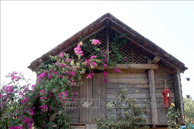 Trong ảnh: Một căn nhà dài truyền thống của người Ê đê tại Buôn Buôr. Ảnh: Minh Hưng – TTXVN 
