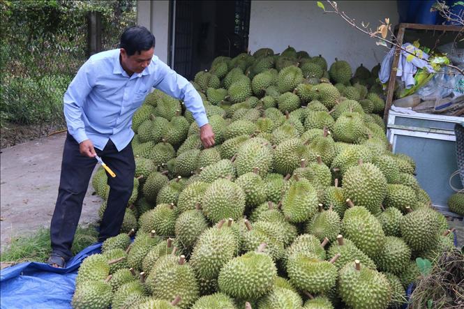 Thu hoạch sầu riêng ở ấp Tân Đông, xã Ngũ Hiệp, huyện Cai Lậy. Ảnh: Minh Trí - TTXVN