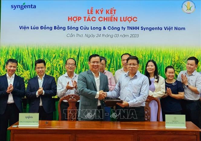 Viện Lúa ĐBSCL và Công ty TNHH Syngenta ký kết hợp tác. Theo đó, công ty sẽ tài trợ và hỗ trợ cho Viện Lúa trong 3 năm (2023 - 2025) thực hiện các nghiên cứu và khảo nghiệm tìm ra các dòng, giống lúa thuần tốt nhất. Ảnh: Thu Hiền - TTXVN 